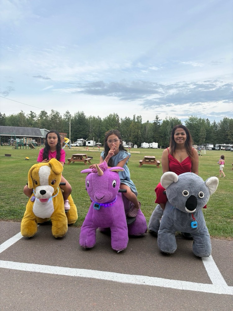 Animals lined up outdoors
